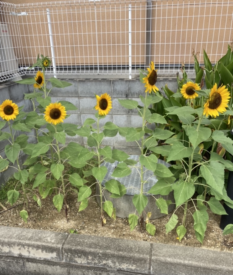 一日一善 and ええ事ニュース
