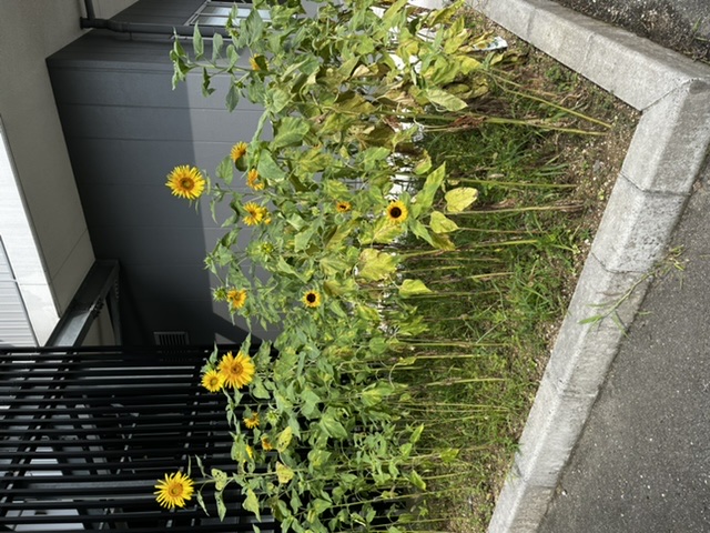 一日一善 and ええ事ニュース
