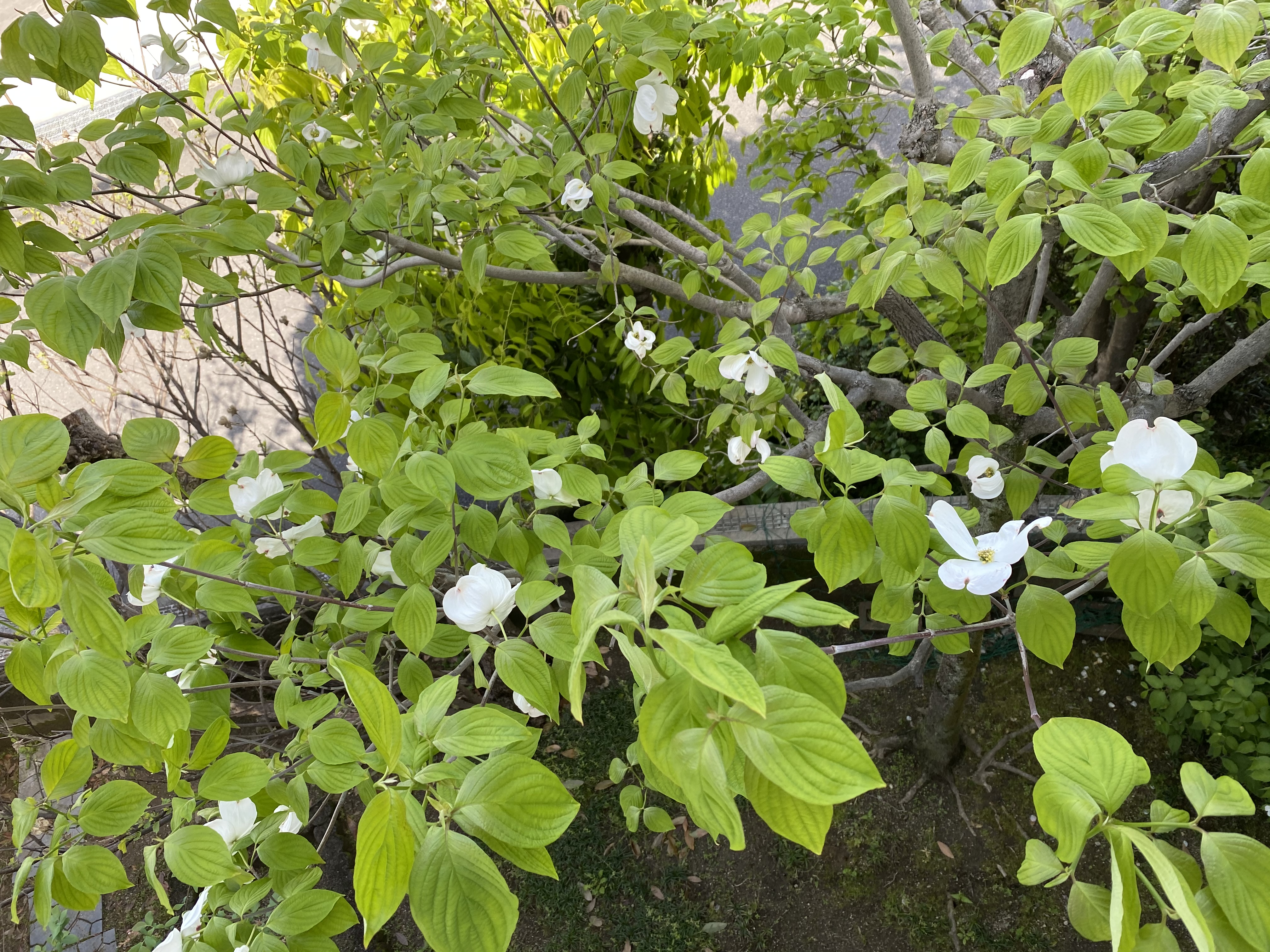 一日一善 and ええ事ニュース