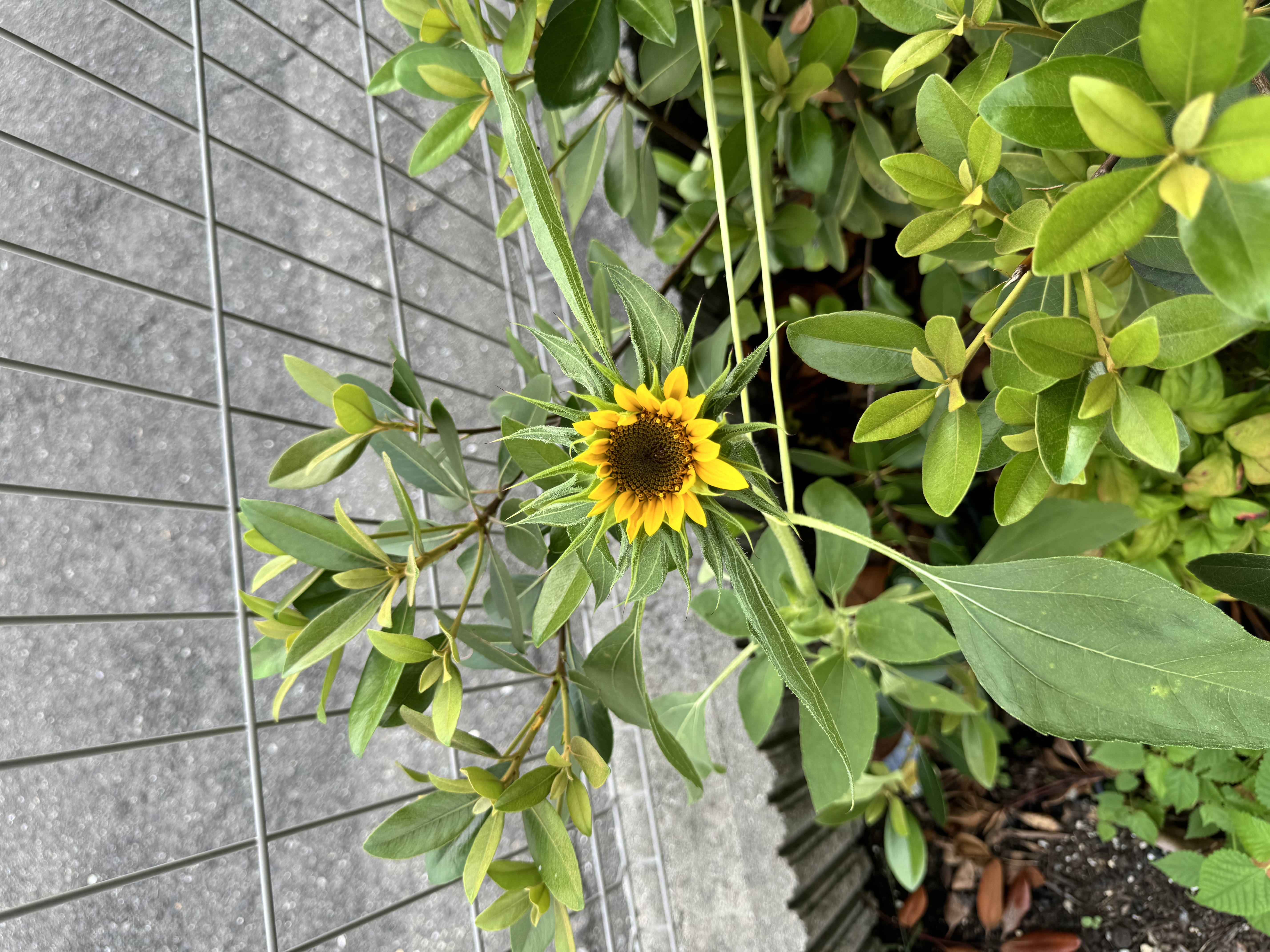 一日一善 and ええ事ニュース