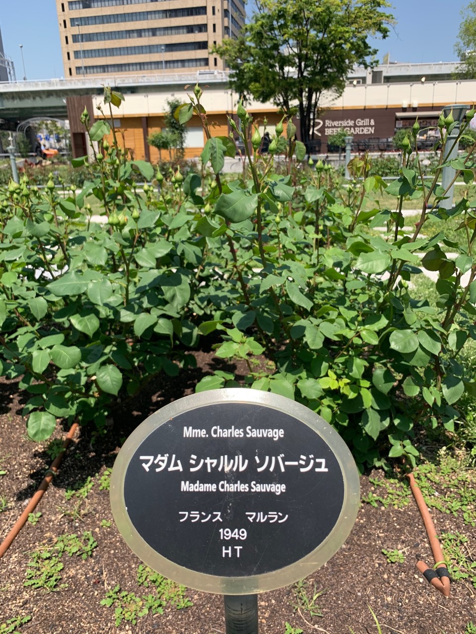 一日一善 and ええ事ニュース