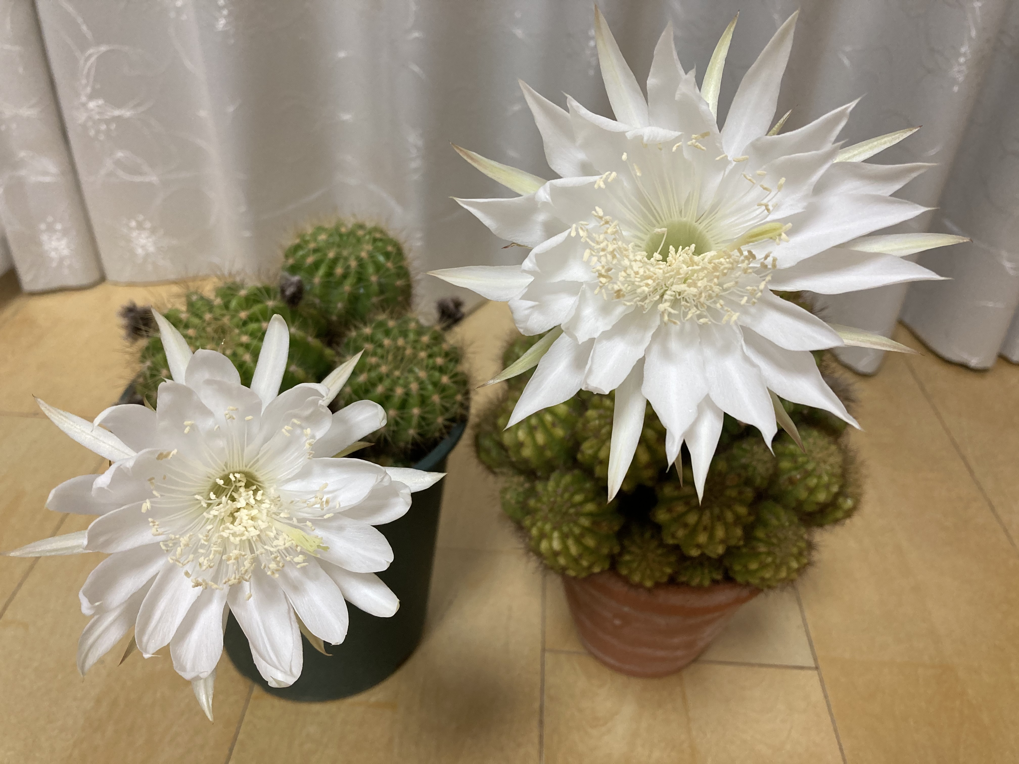 一日一善 and ええ事ニュース