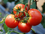 夏野菜を取り入れて夏を乗り切りましょう!