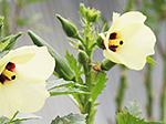 夏野菜を取り入れて夏を乗り切りましょう!