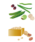 豆類の種類と栄養